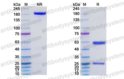 Research Grade Ruzaltatug