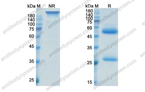 Research Grade Oxelumab