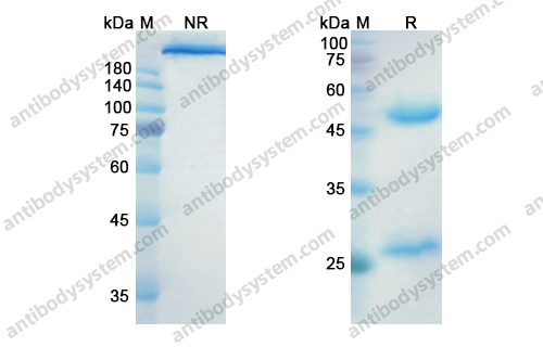 Research Grade Indusatumab