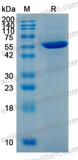 Research Grade Anti-Human GUCY2C & CD3E Bispecific Antibody (PF-07062119)