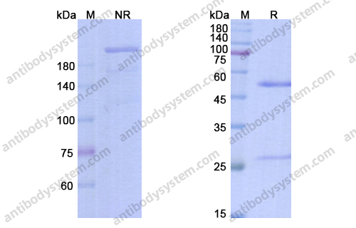 Research Grade Bleselumab