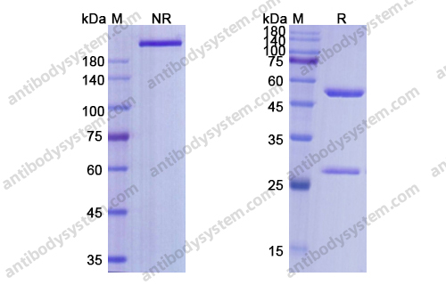 Research Grade Selicrelumab