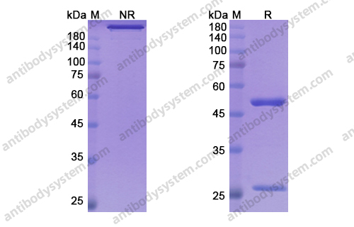 Research Grade Mitazalimab