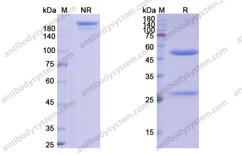 Research Grade Ravagalimab