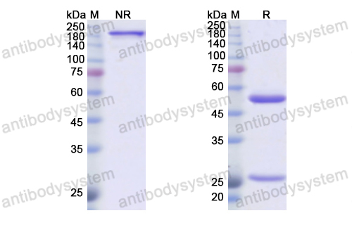 Research Grade Sotigalimab