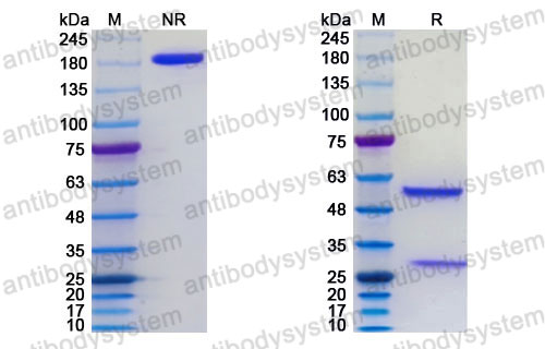 Research Grade Ciltistotug