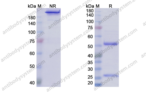 Research Grade Varlilumab