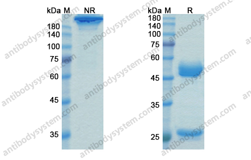 Research Grade Talacotuzumab
