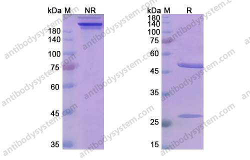 Research Grade Mezagitamab