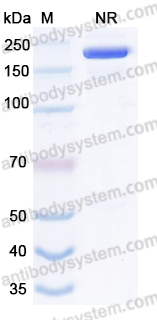 Research Grade Anti-Human CD38/ADPRC 1 & CD3E Bispecific Antibody (AMG-424)