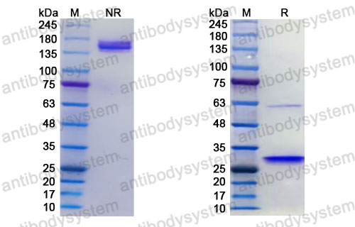 Research Grade Sanritatug