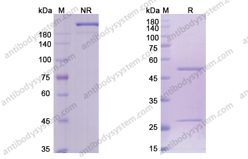 Research Grade Brentuximab