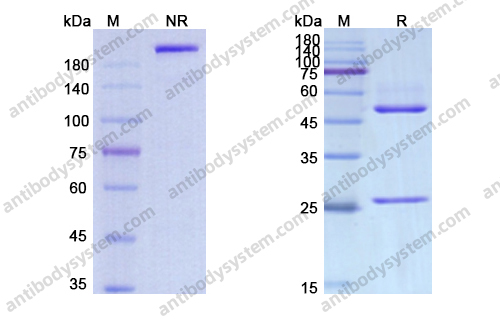 Research Grade Iratumumab