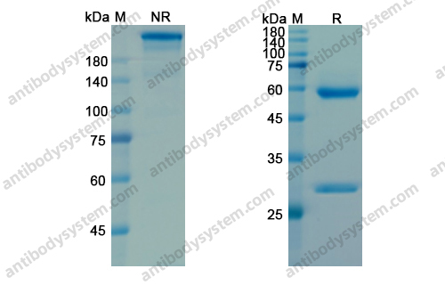 Research Grade Pamrevlumab