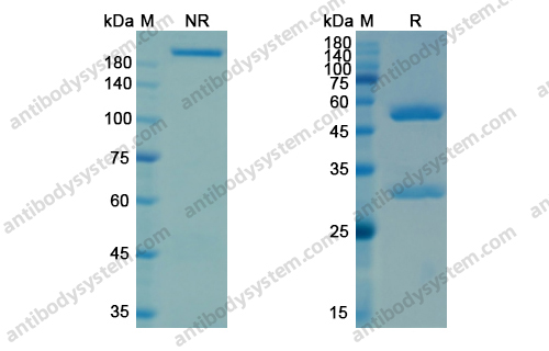 Research Grade Ifabotuzumab