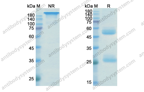 Research Grade Ustekinumab