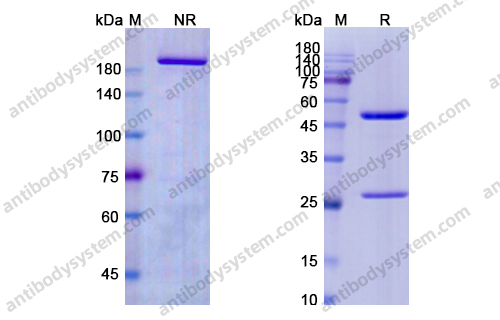 Research Grade Ruplizumab
