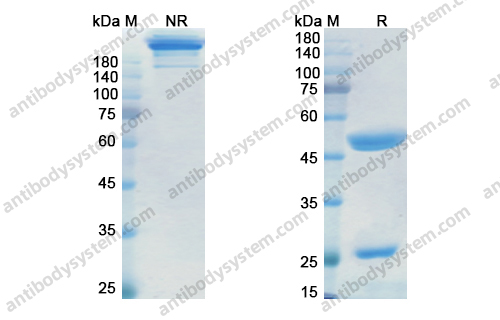 Research Grade Itolizumab