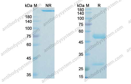 Research Grade Enapotamab