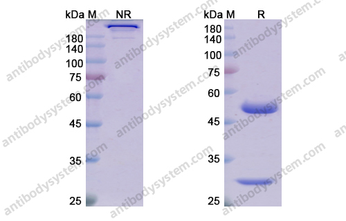 Research Grade Tilvestamab