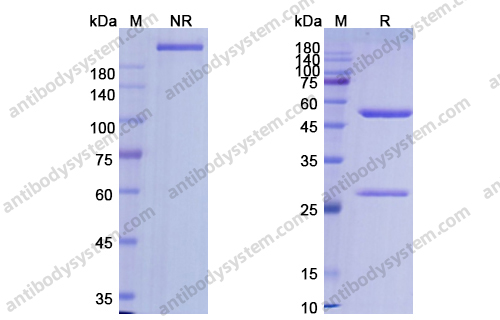 Research Grade Alemtuzumab