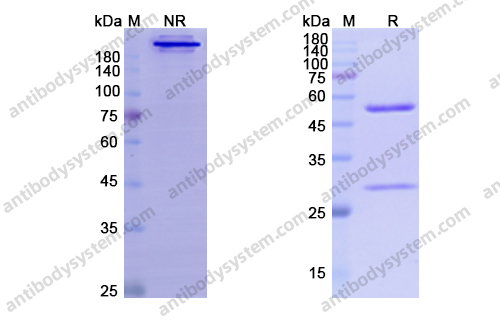 Research Grade Besilesomab