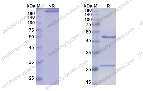 Research Grade Anrukinzumab