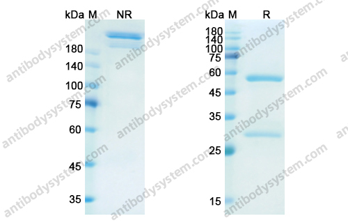 Research Grade Dectrekumab