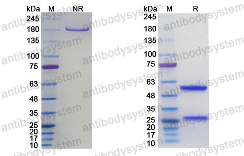 Research Grade Zumilokibart