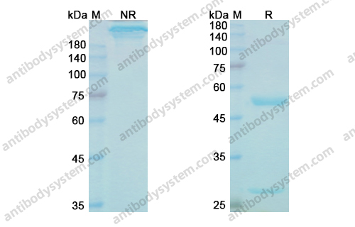 Research Grade Cinpanemab