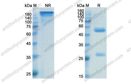 Research Grade Prasinezumab