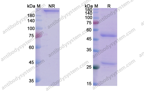 Research Grade Tinurilimab
