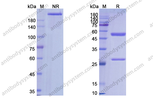 Research Grade Lemalesomab