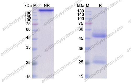 Research Grade Anti-Human IL15 Antibody (HuMax-IL15)