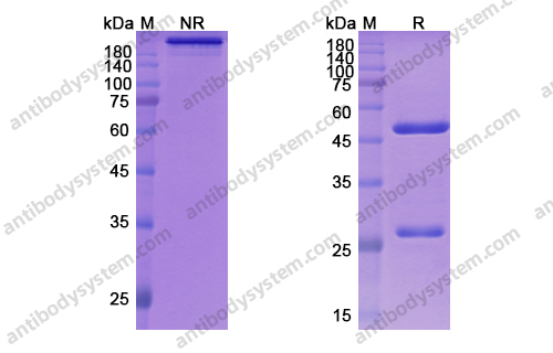 Research Grade Zelminemab