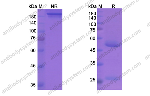 Research Grade Plozalizumab