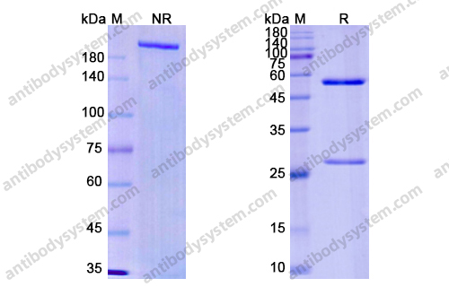 Research Grade Imaprelimab