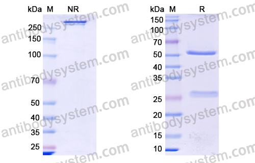 Research Grade Anti-Human CD146/MUC18/MCAM Antibody (Abx-Ma1)