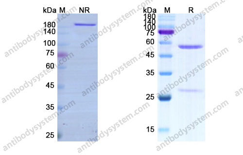 Research Grade Pogalizumab