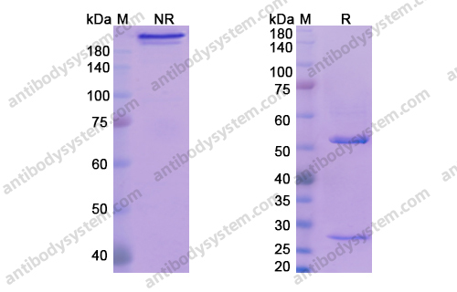Research Grade Tavolimab
