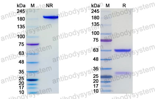 Research Grade Cenzestotug