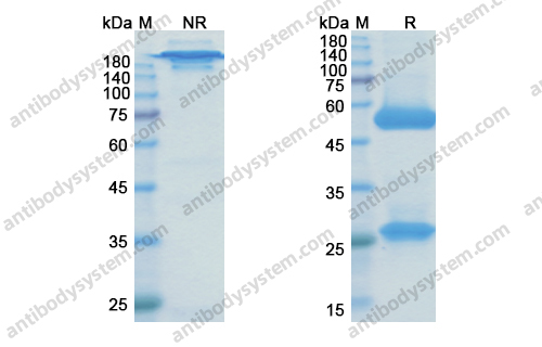 Research Grade Brontictuzumab