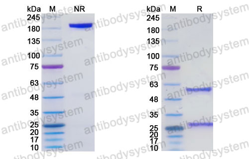 Research Grade Adezkibart