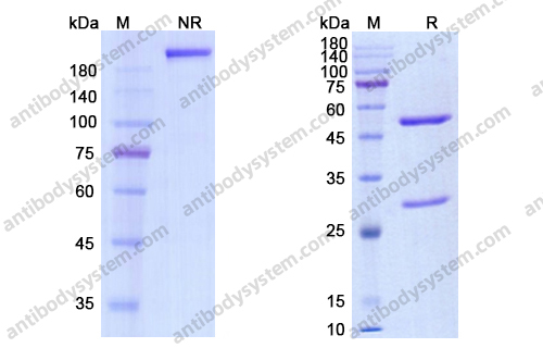 Research Grade Codrituzumab