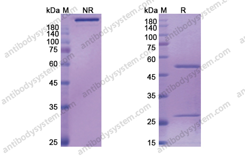 Research Grade Bertilimumab