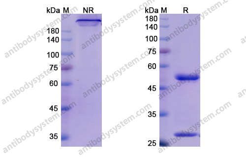 Research Grade Mogamulizumab