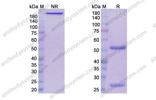 Research Grade Leronlimab