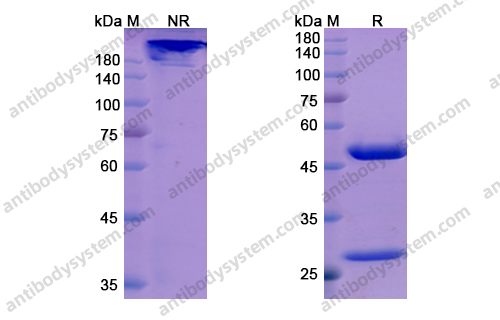 Research Grade Orilanolimab