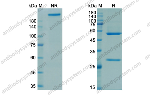 Research Grade Rozanolixizumab