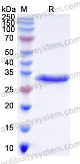Research Grade Efgartigimod